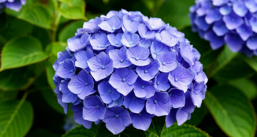 Для роскошных соцветий гортензии — непременно: 10 граммов на ведро — и цветы покроют весь куст