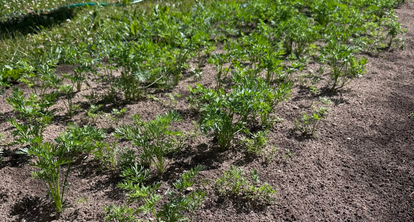 Сорняки мгновенно завянут: развожу 1 стакан на ведро воды и поливаю вечером - утром огород будет чист