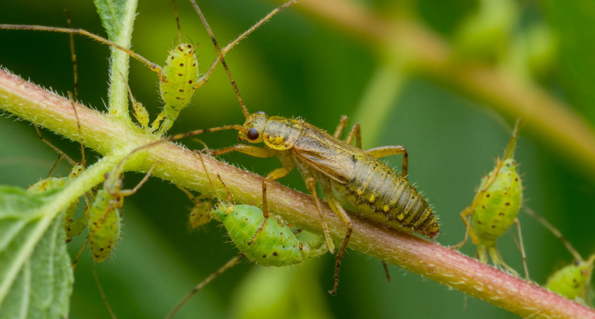 Чудо-средство для защиты смородины — рассыпала по земле и тля исчезла за день, помогает лучше ядрёной "химии"
