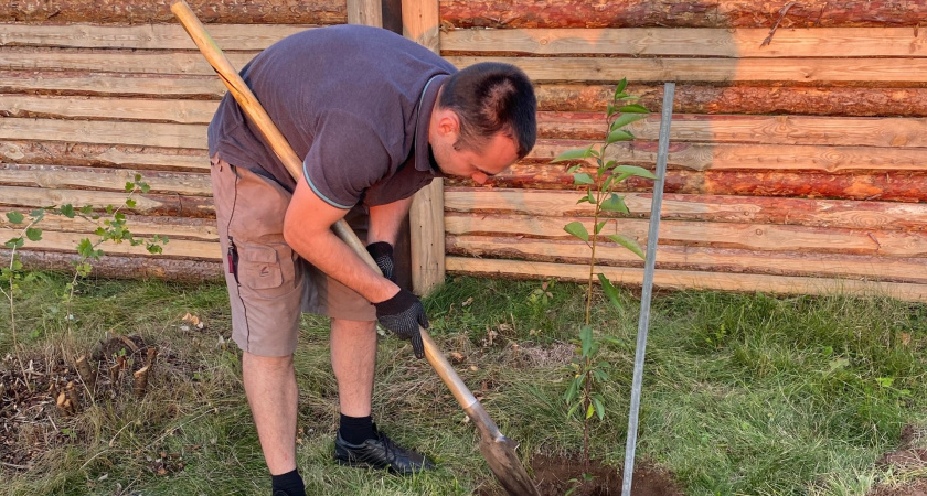 Три дерева, которые нельзя высаживать рядом с домом: энергетические последствия и народные поверья