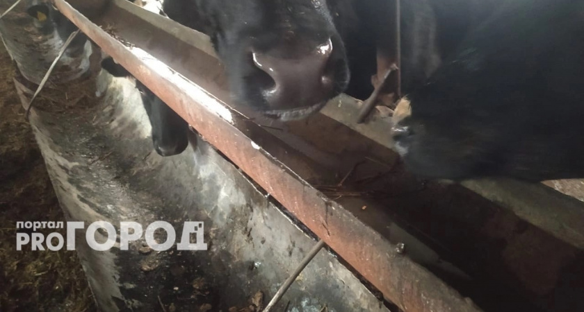 В Кирово-Чепецком районе мясомолочная ферма получила предупреждение за антисанитарию