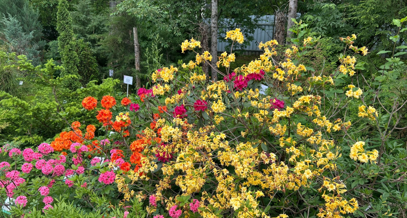 Этот эффектный многолетник не просит ни капли воды, но цветет как безумный: подкормки не нужны годами