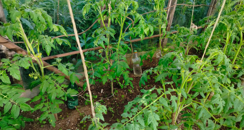 Каждое утро по 10 минут – и помидоры не страдают от жары в теплице: завязи не опадают, и листья больше листья не скручиваются