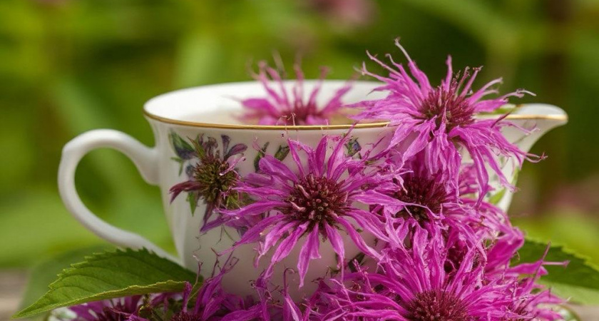 Сталинский чай — волшебное средство от всех бед: и бессонницу излечит, и чистоту наведет