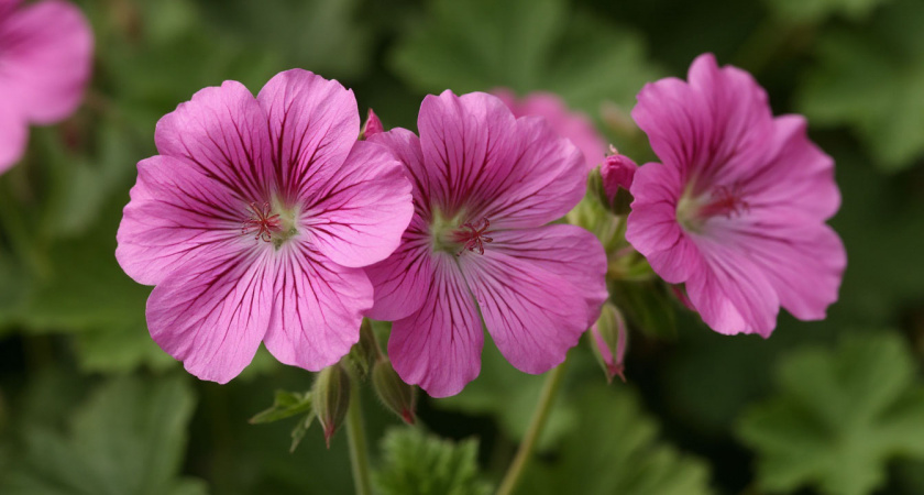 Выбросьте этот комнатный цветок из дома: он  предвестник беды, несмотря на приметы
