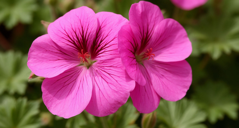 Вношу в грунт — и герань расцветает по-новому: листва зелёная, бутоны не дают скучать