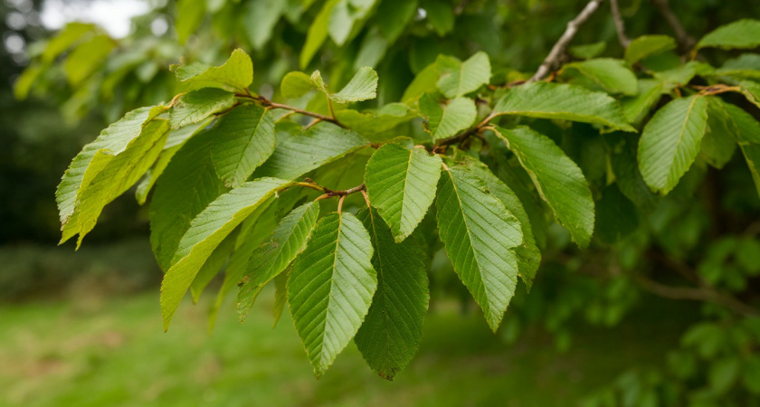 Высасывает до дна за пару дней: это растение-сосунок утилизирует до 300 литров воды в сутки