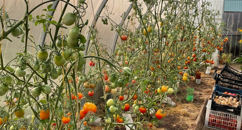 Кормлю в июне помидоры содой - и уже 3 года собираю томаты целыми ведрами с каждого кустика