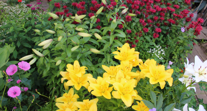 Многолетники удивительной красоты: идеальны подойдут для тенистого сада и не потребуют больших усилий в уходе