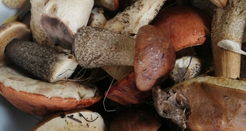 Много лет оттачивала свое мастерство засолки грибов: делюсь всеми секретами - грибочки получаются идеальные!