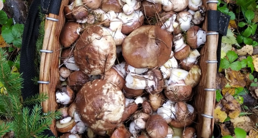 Обязательно ли снимать кожицу со шляпок маслят: запомните раз и навсегда