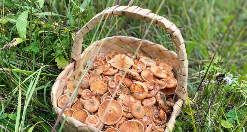 Родственник рыжика - плотный, сладкий и мясистый: грибники его не собирают, а зря!