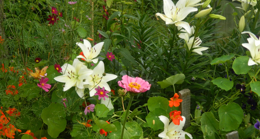 Цветет дважды в сезон: многолетник, который заставит соседей завидовать - соцветия как яркие салюты