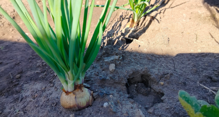Посыпала на грядку в начале июня — и луковой мухи нет все лето: на луке нет ни одного желтого перышка за сезон