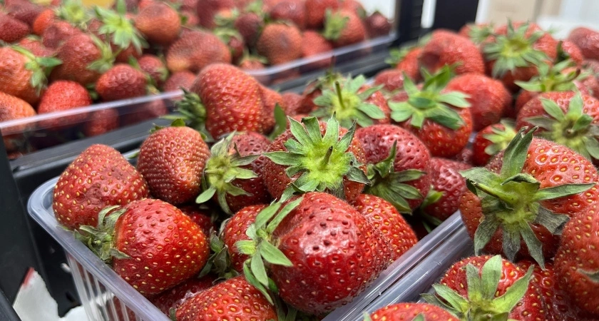 Финское клубничное рабство: как я решилась поехать на сбор клубники в Европу - отзыв туриста