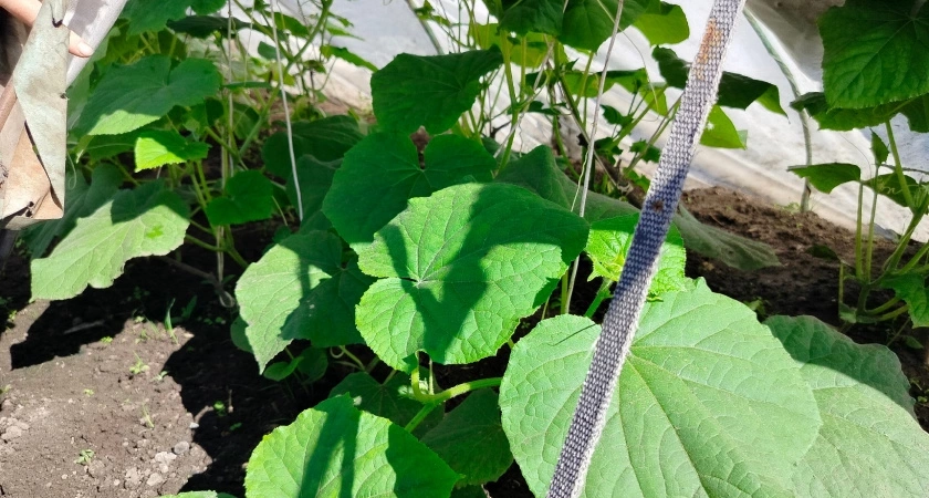На грядку с огурцами теперь всегда ставлю ведро с солёной водой — урожай увеличивается в 10 раз