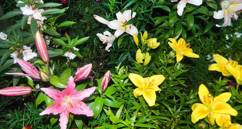 Удивительный многолетник с ароматом бергамота и причудливыми цветами: никакой рассады - сеем сразу в почву хоть прямо сейчас