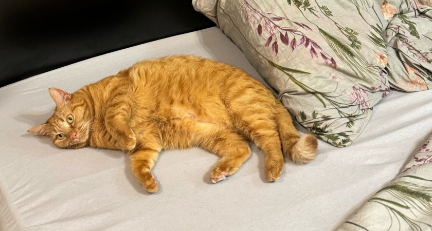 Зачем кошки спят на человеке?