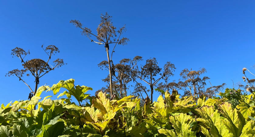 Как избавиться от борщевика раз и навсегда — проверенные методы от биолога