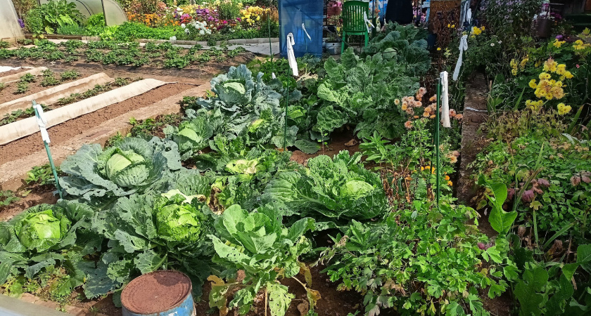 Сорняки падают замертво: всего 1 стакан на ведро воды — и огород засияет как райский сад