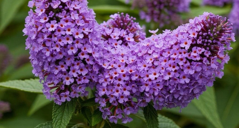 Этот потрясающий многолетник затмит все известные вам цветы: пышные лиловые облака цветут до октября