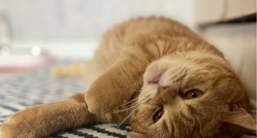 Почему кошки бодаются головой: что это означает на самом деле