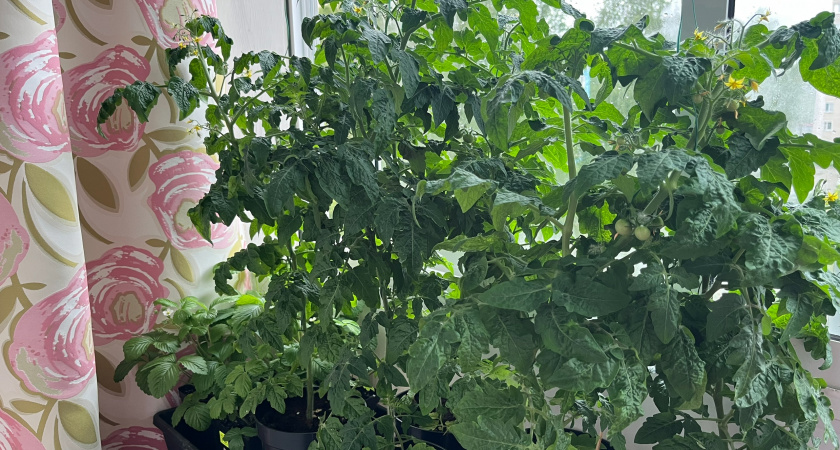 Беру 2 ложки на ведро и поливаю томаты для завязи: пустоцветов больше не будет