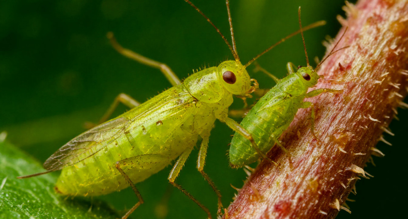 Добавь настурцию — и тля исчезнет за день: простой способ защитить смородину без химии