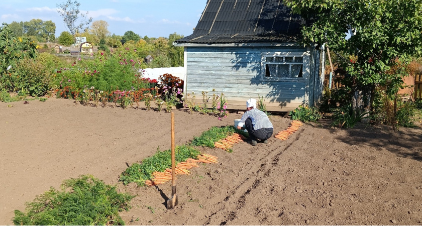 Теперь морковка всегда всходит рано: дедушка дал совет, как сделать урожай в 3 раза богаче