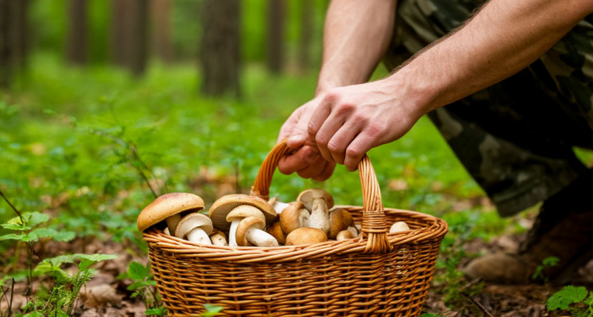 Деликатесный гриб, которым пренебрегают большинство грибников: вкусный до безумия - собираю всегда, пока другие воротят нос