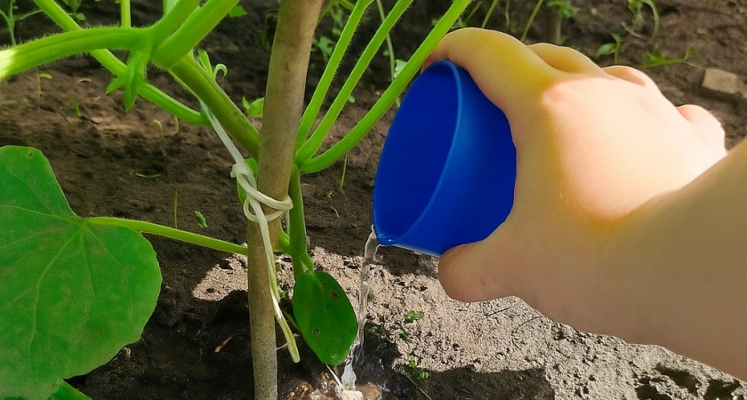 Высыпаю под огуречные завязи то, что выбрасывал много лет. Теплица превратилась в зеленые джунгли