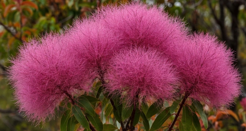 Потрясающе красивый многолетник с необычным и богатым цветением: похож на огромное багровое облако
