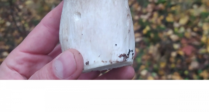 Памятка начинающего грибника: большие белые грибы, похожие на грузди - что это и можно ли их есть?