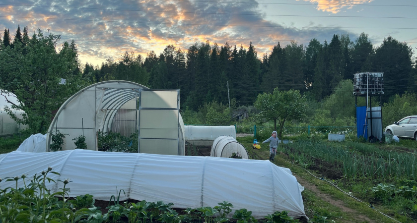 Мокрица – полезный сорняк на огороде, у меня для нее всегда есть место