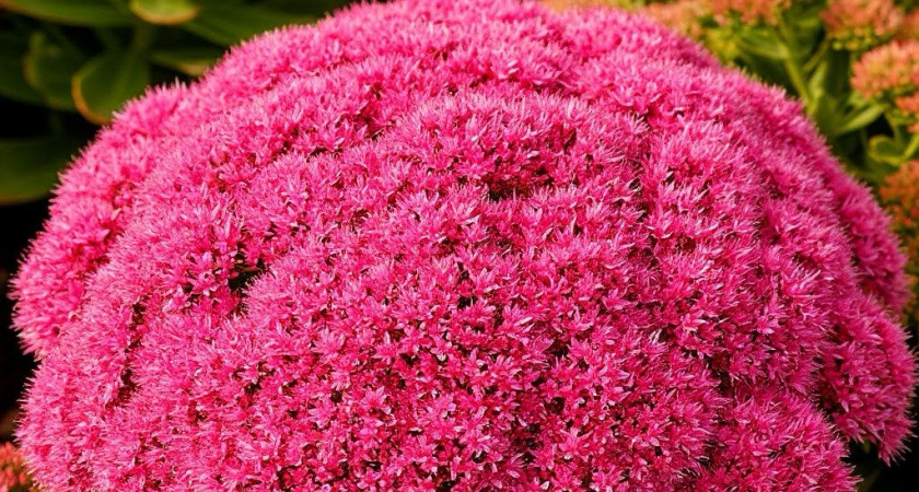 Этот эффектный многолетник не просит ни капли воды, но цветет как безумный: подкормки не нужны годами