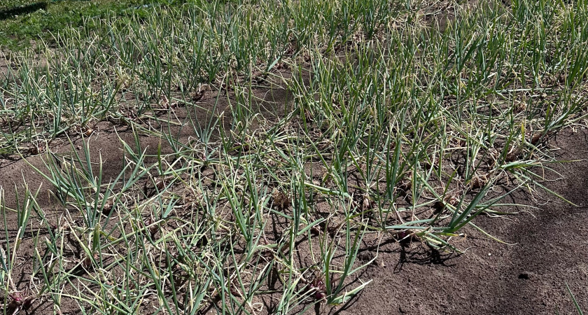 Любимая подкормка лука в июле: головки с кулак - на глазах наливаются, а перо изумрудное, мясистое