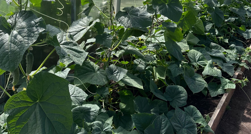 Армянская бабушка научила поливать огурцы кефиром: теперь собираю урожай до ноября