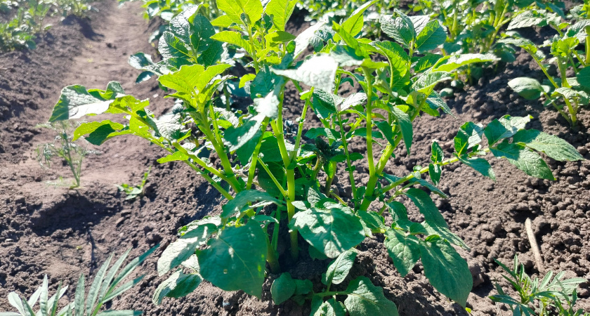 Пять основных правил окучивания картофеля. Как получить максимум картошки из одного гнезда