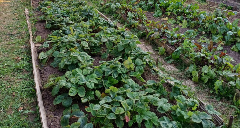 Сорняки падают замертво: всего 1 стакан на ведро воды — и огород засияет как райский сад