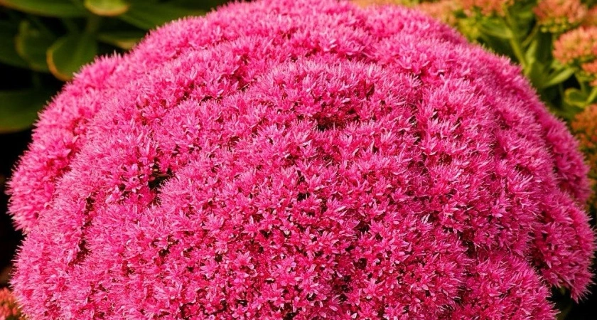 Этот эффектный многолетник не просит ни капли воды, но цветет как безумный: подкормки не нужны годами