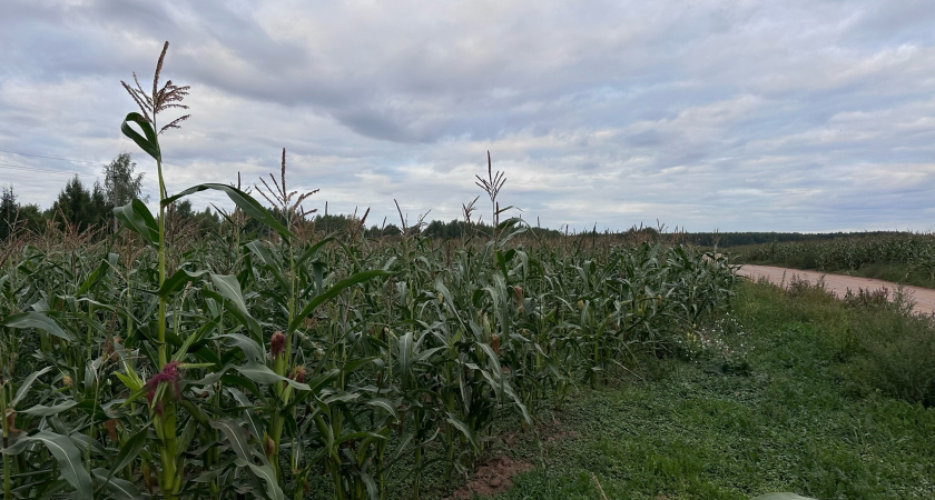 Почти 200 тонн семян люцерны отправились из Кировской области в Республику Беларусь за полгода