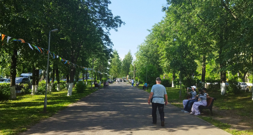 Жители Кировской области могут проголосовать за вяз из Слободского района