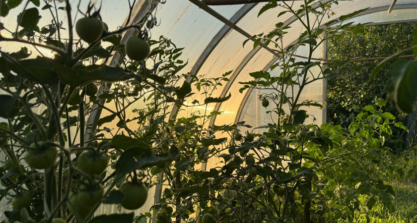 Подсыпаю золу под томаты в дождливую погоду горстями. 15 ведер золы заменили мне тонну дорогих удобрений