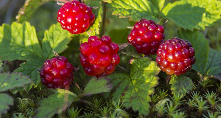 1 кг стоит как одна средняя пенсия 25.000 рублей: ягода княженика - редкий лесной деликатес