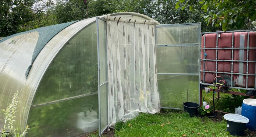 Повесила на вход в теплицу занавеску и очень довольна – решила враз многие проблемы