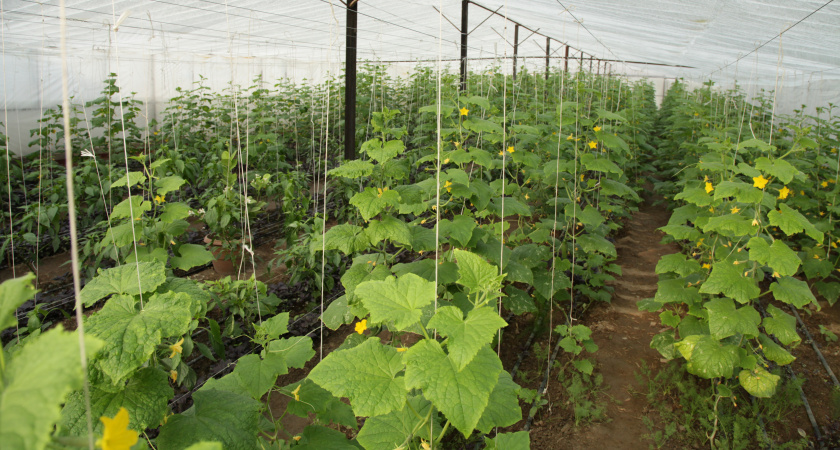 Убирал усики у огурцов неправильно 15 лет. Агроном показал 4 способа — урожай увеличился в 2 раза