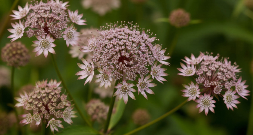 Цветет дважды в сезон: многолетник, который заставит соседей завидовать - соцветия как яркие салюты