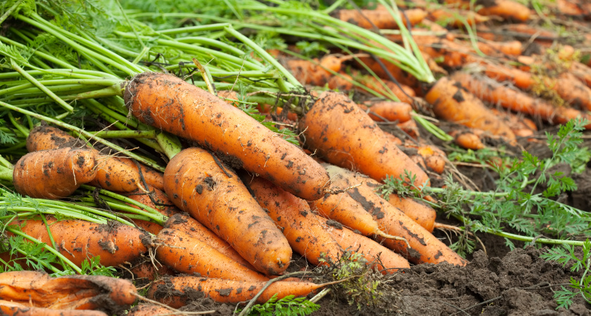 Это делают только деды! 1 спичка в лунку - и килограммовая морковь без трещин вам обеспечена