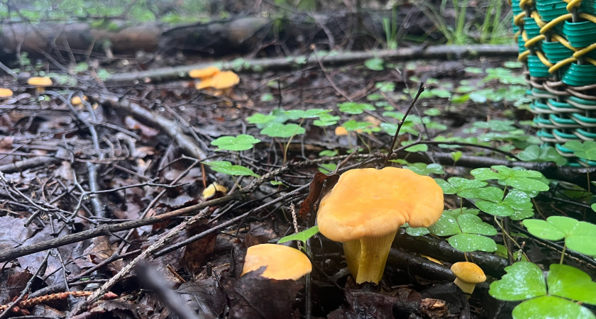 Грибы свинушки: как правильно обработать, вымачивать, варить и мариновать