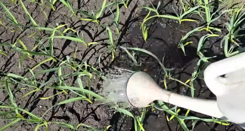 Поливаю желтый чеснок раствором за 30 рублей вместо дорогой химии. 6 кустов из 10 через две недели восстановили здоровый цвет